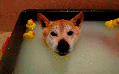Loài động vật nào thích tắm nhất nhỉ? 16