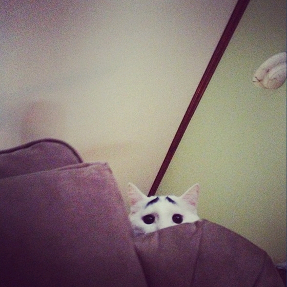 Chú mèo lo lắng "nổi như cồn" trên Instagram 2