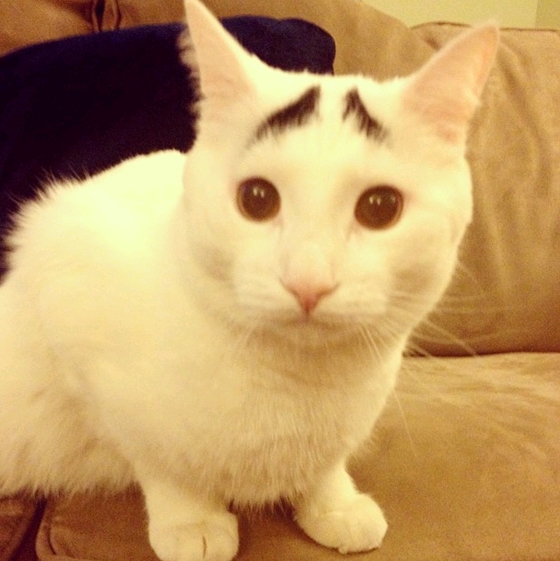 Chú mèo lo lắng "nổi như cồn" trên Instagram 3