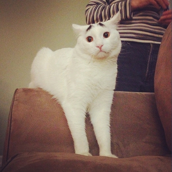 Chú mèo lo lắng "nổi như cồn" trên Instagram 6