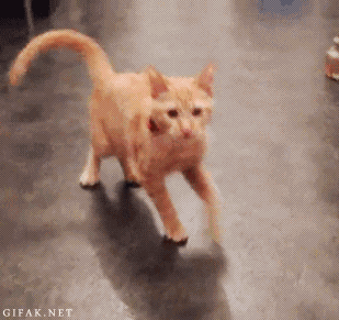 10 ảnh động về mèo hài hước nhất trong tuần 6
