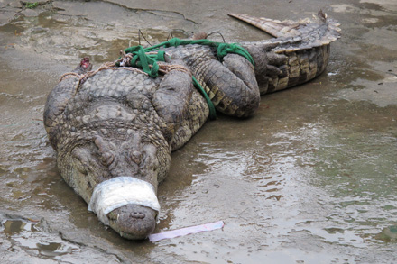 Vụ hàng trăm cá sấu sổng chuồng: Thợ săn vào cuộc 1