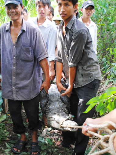 Thợ săn v&agrave;o cuộc, th&ecirc;m nhiều c&aacute; sấu sổng chuồng bị t&oacute;m 1