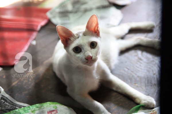 Ghé thăm ngôi nhà của cụ bà cưu mang hơn 50 chú chó, mèo bị bỏ rơi giữa Sài Gòn 27