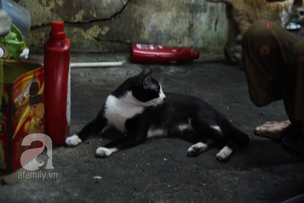 Ghé thăm ngôi nhà của cụ bà cưu mang hơn 50 chú chó, mèo bị bỏ rơi giữa Sài Gòn 25