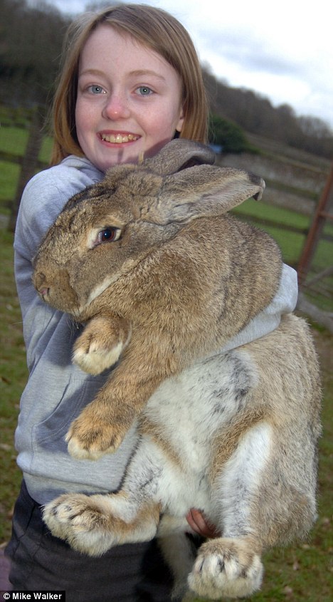Anh: Chú thỏ "bự con" nhất thế giới 1