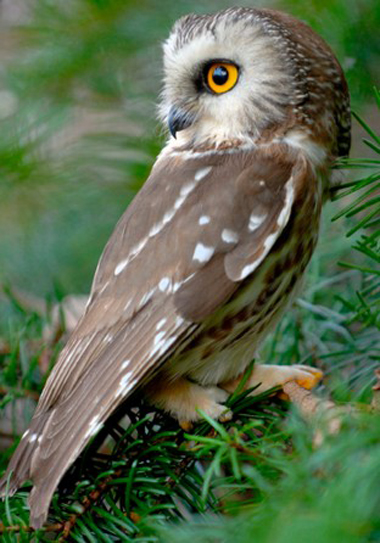 Marvel at the owl that can rotate its head 180 degrees upside down 3