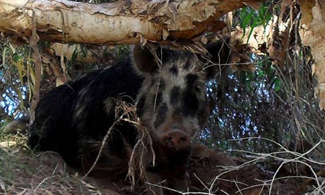 Lợn say mèm sau 18 chai bia, lao vào đánh lộn với bò 1