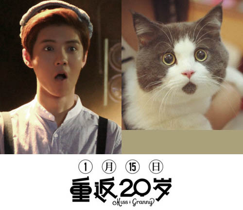 Loạt ảnh "cute" so Luhan với chú mèo gây bão cộng đồng mạng Trung Quốc 2