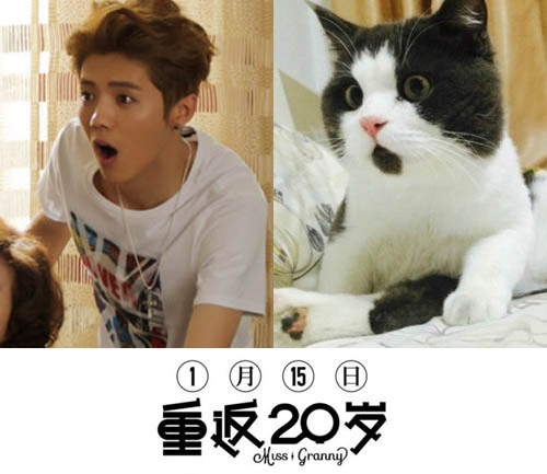 Loạt ảnh "cute" so Luhan với chú mèo gây bão cộng đồng mạng Trung Quốc 4