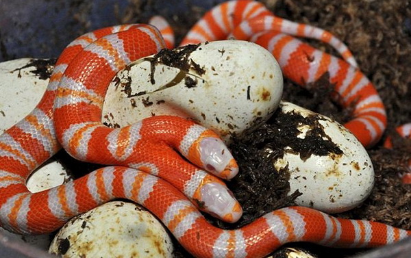 Bizarre two-headed snakes in the world 5