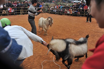 Lên Hàm Yên xem chọi dê 3