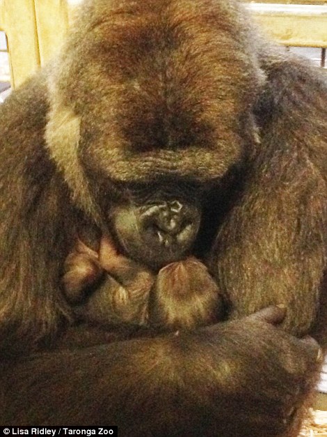 Chùm ảnh khỉ mẹ ôm ấp, bảo vệ khỉ con gây xúc động mạnh 4