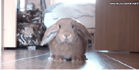 Thư giãn với chùm ảnh 15 chú thỏ diễn tả biểu cảm hàng ngày của bạn 1