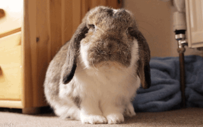 Thư giãn với chùm ảnh 15 chú thỏ diễn tả biểu cảm hàng ngày của bạn 14