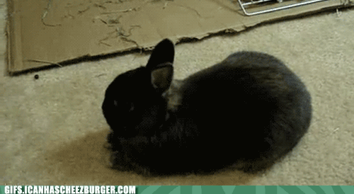 Thư giãn với chùm ảnh 15 chú thỏ diễn tả biểu cảm hàng ngày của bạn 7