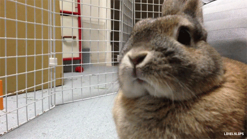 Thư giãn với chùm ảnh 15 chú thỏ diễn tả biểu cảm hàng ngày của bạn 9