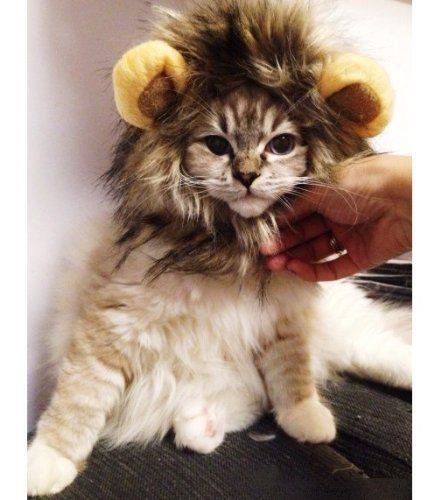 15 chú mèo "đội lốt" sư tử ngộ nghĩnh và dễ thương 11