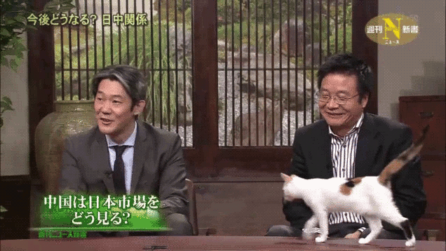 Khi mèo là... khách mời quen thuộc trên chương trình thời sự Nhật Bản 5