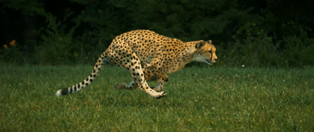Tổng hợp 16 bức ảnh slow motion đầy ấn tượng của các loài động vật 4