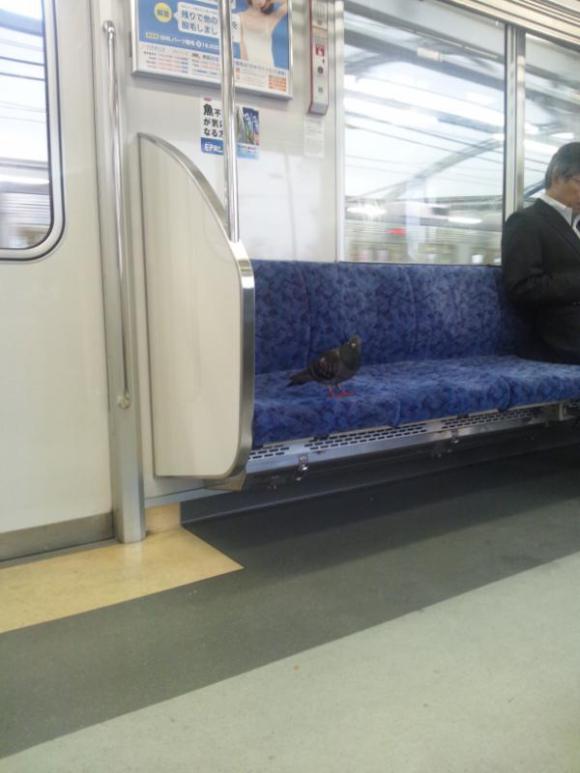 Chết cười với những cảnh tượng lạ lùng chỉ có trên tàu điện ở Nhật Bản 9