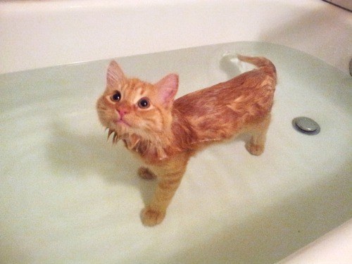 Chân dung 17 chú mèo đáng yêu thích chuyện tắm gội 8