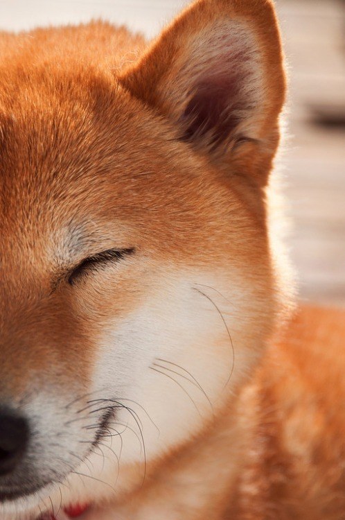 16 bé cún Shiba Inu ngái ngủ đáng yêu tới nỗi chẳng nỡ đánh thức 4
