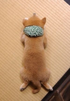 16 bé cún Shiba Inu ngái ngủ đáng yêu tới nỗi chẳng nỡ đánh thức 7