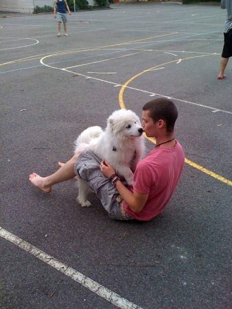 20 chú chó Samoyed đáng yêu ngay từ cái nhìn đầu tiên 9