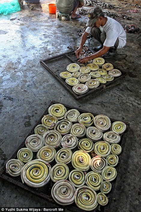 Cận cảnh c&ocirc;ng xưởng lột da rắn đẫm m&aacute;u tại Indonesia 3