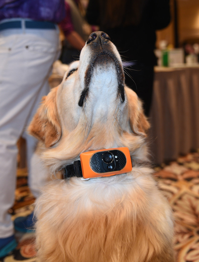 Motorola phát triển phụ kiện công nghệ dành cho... cún cưng 1