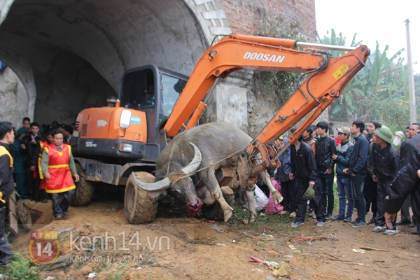 Hàng vạn người kéo về Hải Lựu xem trâu chiến húc nhau nảy lửa 13