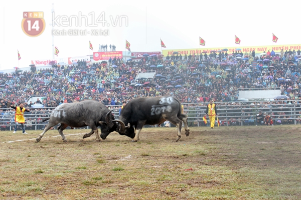 Hàng nghìn người dân đội mưa xem hội chọi trâu lần đầu tiên tổ chức ở Hà Nội 10