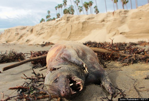Xác "quái vật" lạ có hàm răng sắc nhọn trôi dạt trên bờ biển California 1