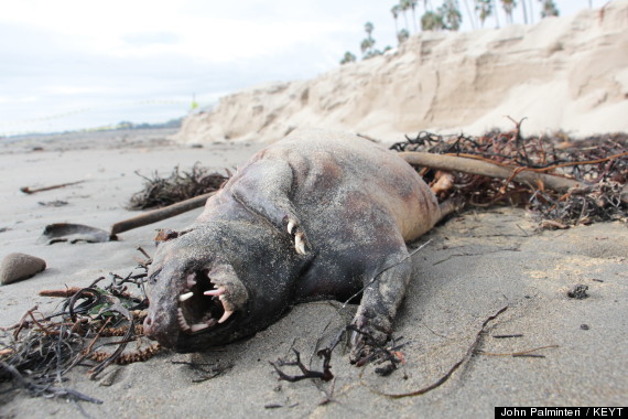 Xác "quái vật" lạ có hàm răng sắc nhọn trôi dạt trên bờ biển California 2