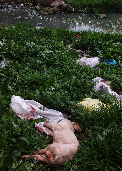 Số lợn chết trôi sông đã tăng lên 6.000 con 5