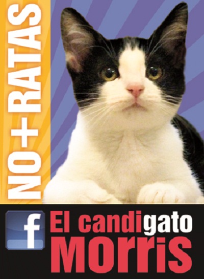 Mexico: Mèo chạy đua tranh cử chức thị trưởng 2