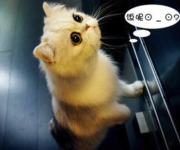 Chú mèo đáng yêu nổi như cồn trên mạng xã hội Trung Quốc  2
