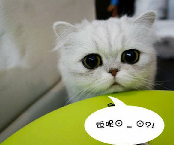Chú mèo đáng yêu nổi như cồn trên mạng xã hội Trung Quốc  3