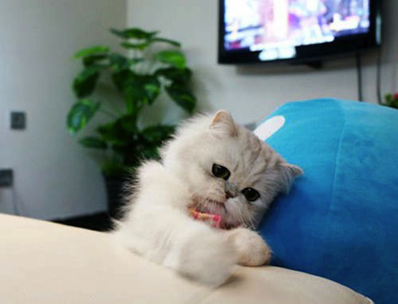 Chú mèo đáng yêu nổi như cồn trên mạng xã hội Trung Quốc  5