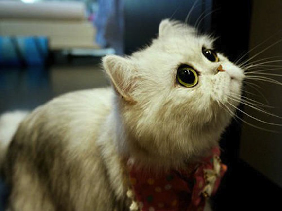 Chú mèo đáng yêu nổi như cồn trên mạng xã hội Trung Quốc  11