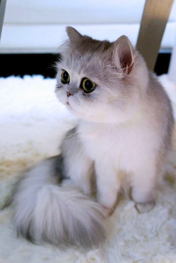 Chú mèo đáng yêu nổi như cồn trên mạng xã hội Trung Quốc  14