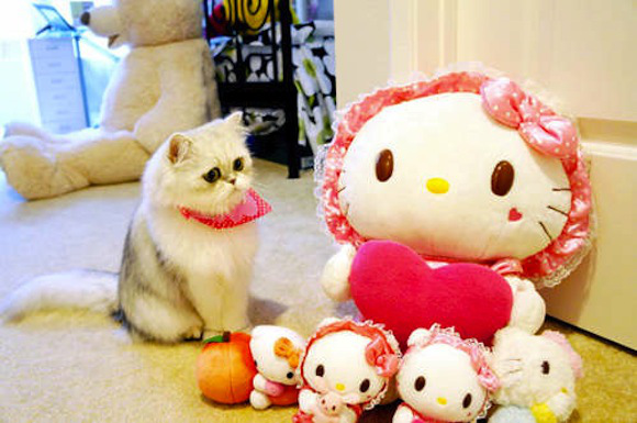 Chú mèo đáng yêu nổi như cồn trên mạng xã hội Trung Quốc  16