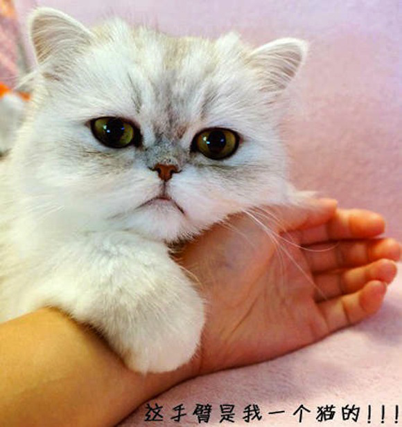 Chú mèo đáng yêu nổi như cồn trên mạng xã hội Trung Quốc  20