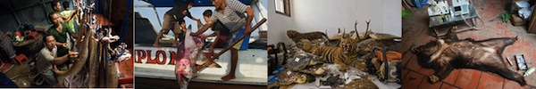 Sự sống bị đe dọa ở "thi&ecirc;n đường" Tr&aacute;i đất 21