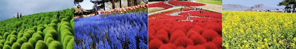 Đẹp kinh ngạc vườn hoa "t&igrave;nh y&ecirc;u vĩnh cửu" ở Nhật Bản 11