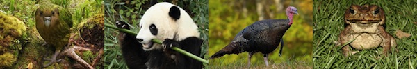 Những lo&agrave;i động vật nhỏ b&eacute; nhưng nguy hiểm nhất thế giới 13