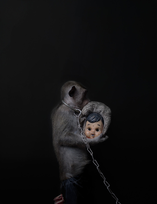 Khỉ bị ép "mua vui": ám ảnh và đau lòng 3
