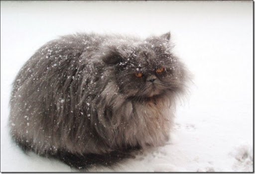 Chùm ảnh 20 chú mèo dễ thương nhất khi mùa đông đến 5