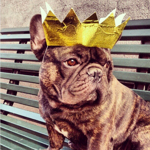 Gặp gỡ ông vua chó đang nổi đình đám trên Instagram 1